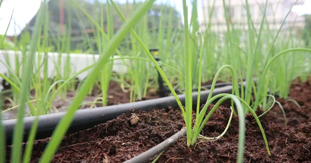 How Artificial intelligence has changed agriculture in the modern world.